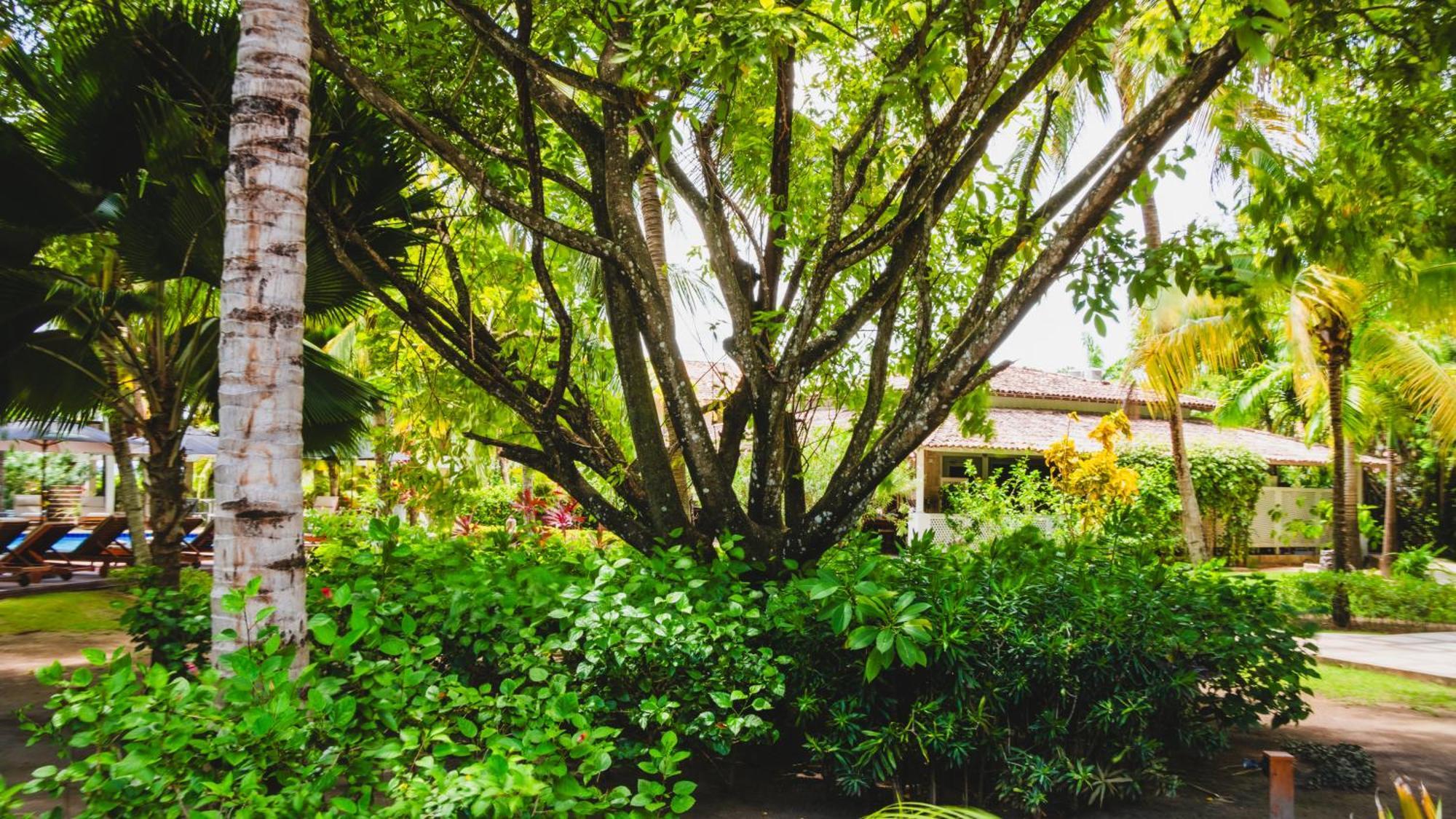 Casa Acayu Hotel São Miguel dos Milagres Eksteriør billede